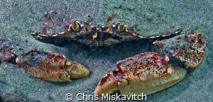 Trying to hide by Chris Miskavitch 